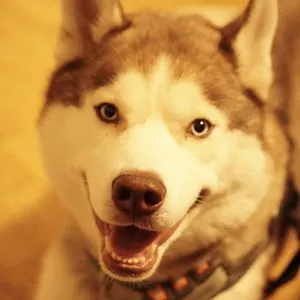Leo, el husky mascota de LundiWay